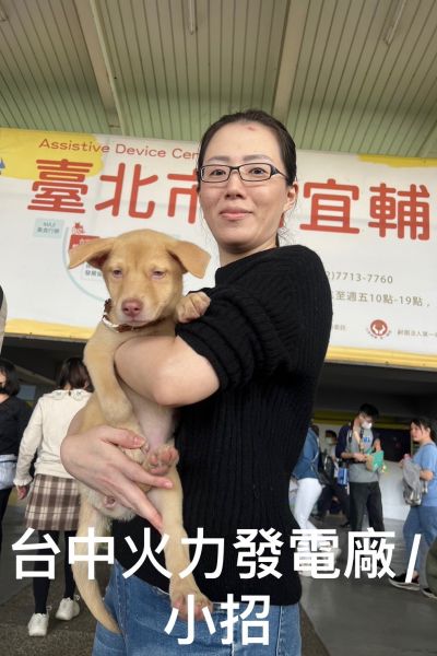 小招