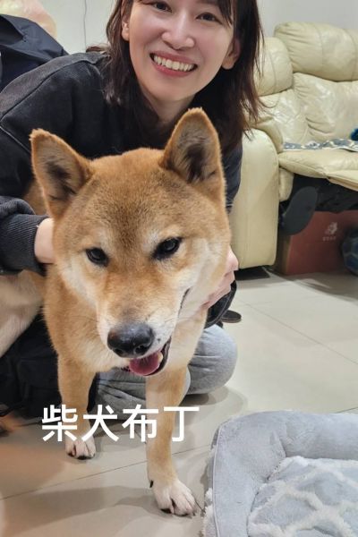 布丁