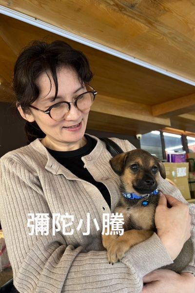 小騰