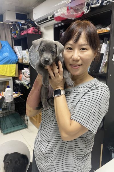 愛麗