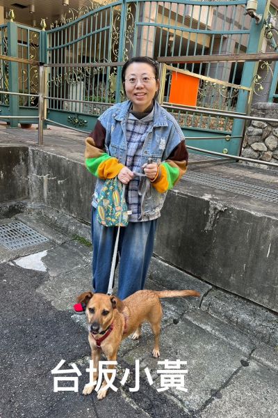 台坂小黃