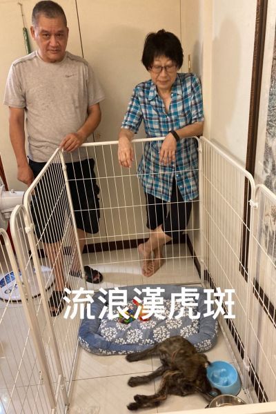 布朗尼