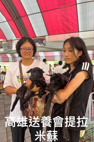 提拉米蘇