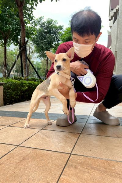 鐵觀音